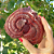 Cogumelo Reishi Desidratado. 50g. - Imagem 3
