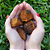 Cogumelo Chaga Desidratado. 1 Kg. - Imagem 3