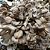 Cogumelo Maitake Desidratado. 500g. - Imagem 2