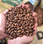 Java 150g - Imagem 2