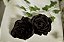 Rosa Preta - Imagem 4