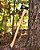 Machado Grande Cold Steel Trail Boss - Crosster - Imagem 3