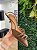 SAPATO SCARPIN FEMININO VIZZANO SLINGBACK SALTO BAIXO FIVELAS - Imagem 3