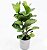 Ficus Lyrata  em vaso de cimento - Imagem 2