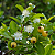 Gabiroba Crespa - Campomanesia reitziana - Imagem 1