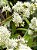 Pixirica - Miconia sellowiana Naudin - Imagem 3