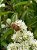 Pixirica - Miconia sellowiana Naudin - Imagem 1
