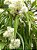 Pixirica - Miconia sellowiana Naudin - Imagem 2