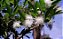 Uvaia - Eugenia  pyriformis - Adorada pelas Guaraipos - Imagem 1
