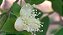 Uvaia - Eugenia  pyriformis - Adorada pelas Guaraipos - Imagem 4