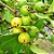 Araçá Amarelo - Psidium cattleyanum - Muito visitada pelas ASFs - Imagem 1
