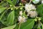 Araçá Amarelo - Psidium cattleyanum - Muito visitada pelas ASFs - Imagem 4