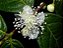 Araçá Amarelo - Psidium cattleyanum - Muito visitada pelas ASFs - Imagem 2