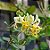 Trepadeira Madressilva - Lonicera japônica - Perfume doce e Intenso - Imagem 3