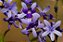 Petreia - Flor de São Miguel - Petrea volubilis - Imagem 1