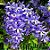 Petreia - Flor de São Miguel - Petrea volubilis - Imagem 2