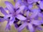 Petreia - Flor de São Miguel - Petrea volubilis - Imagem 4