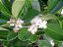 Araçá Vermelho - Psidium cattleyanum - Muito visitada pelas ASFs - Imagem 2