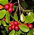 Araçá Vermelho - Psidium cattleyanum - Muito visitada pelas ASFs - Imagem 1