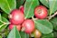 Araçá Vermelho - Psidium cattleyanum - Muito visitada pelas ASFs - Imagem 3