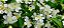 Gabiroba Lisa - Florada Exuberante - Imagem 3