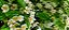 Gabiroba Lisa - Florada Exuberante - Imagem 4