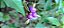 Araçá-de-macaco - Araçá Azul - (Psychotria suterella) - Imagem 2