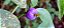 Araçá-de-macaco - Araçá Azul - (Psychotria suterella) - Imagem 3