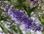 Vitex Agnus Castus - Arvore da Castidade -  fornece Pólen e Néctar  para  Abelhas - Imagem 2