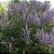 Vitex Agnus Castus - Arvore da Castidade -  fornece Pólen e Néctar  para  Abelhas - Imagem 4