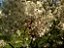 Guamirim Ornado - Myrcia Glomerata - Imagem 2