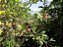 Guamirim Ornado - Myrcia Glomerata - Imagem 3