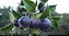 Guabiju -Myrcianthes pungens -Mirtilo Brasileiro - Imagem 5