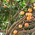 Cambucá - Plinia edulis - Frutífera e Melífera - Imagem 1