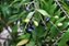 Guamirim folha Fina - Myrcia Splendens - Mudas  com 30cm - Imagem 1