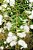 Guamirim folha Fina - Myrcia Splendens - Mudas  com 30cm - Imagem 2