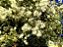 Guamirim folha Fina - Myrcia Splendens - Mudas  com 30cm - Imagem 4