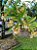 Tucaneira - Citharexylum myrianthum - Imagem 1