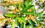 Tucaneira - Citharexylum myrianthum - Imagem 4