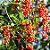 Tucaneira - Citharexylum myrianthum - Imagem 3