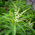 Limonete - Aloysia citrodora - Imagem 2