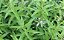 Limonete - Aloysia citrodora - Imagem 3