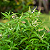 Limonete - Aloysia citrodora - Imagem 1