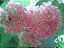 Astrapeia rosa, fonte de néctar para as abelhas no inverno - Imagem 1