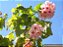 Astrapeia rosa, fonte de néctar para as abelhas no inverno - Imagem 2