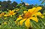 10 Estacas de Margaridão Amarelo – Tithonia diversifolia – Planta para Abelhas - Imagem 1