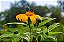 10 Estacas de Margaridão Amarelo – Tithonia diversifolia – Planta para Abelhas - Imagem 2