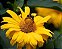 10 Estacas de Margaridão Amarelo – Tithonia diversifolia – Planta para Abelhas - Imagem 3