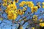 Ipê-do-brejo – Tabebuia umbellata | Muda de Árvore Nativa Melífera - Imagem 1