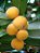 Cabeludinha ou jabuticaba Amarela  ( Plinia glomerata)  Fornece Néctar - Imagem 3